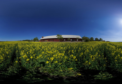 Rapeseed field